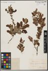 Foto von Salix aurita L.
